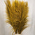 Grass 'Pampas' (Sacuara) (Coloured) (DRY) (Various Sizes)
