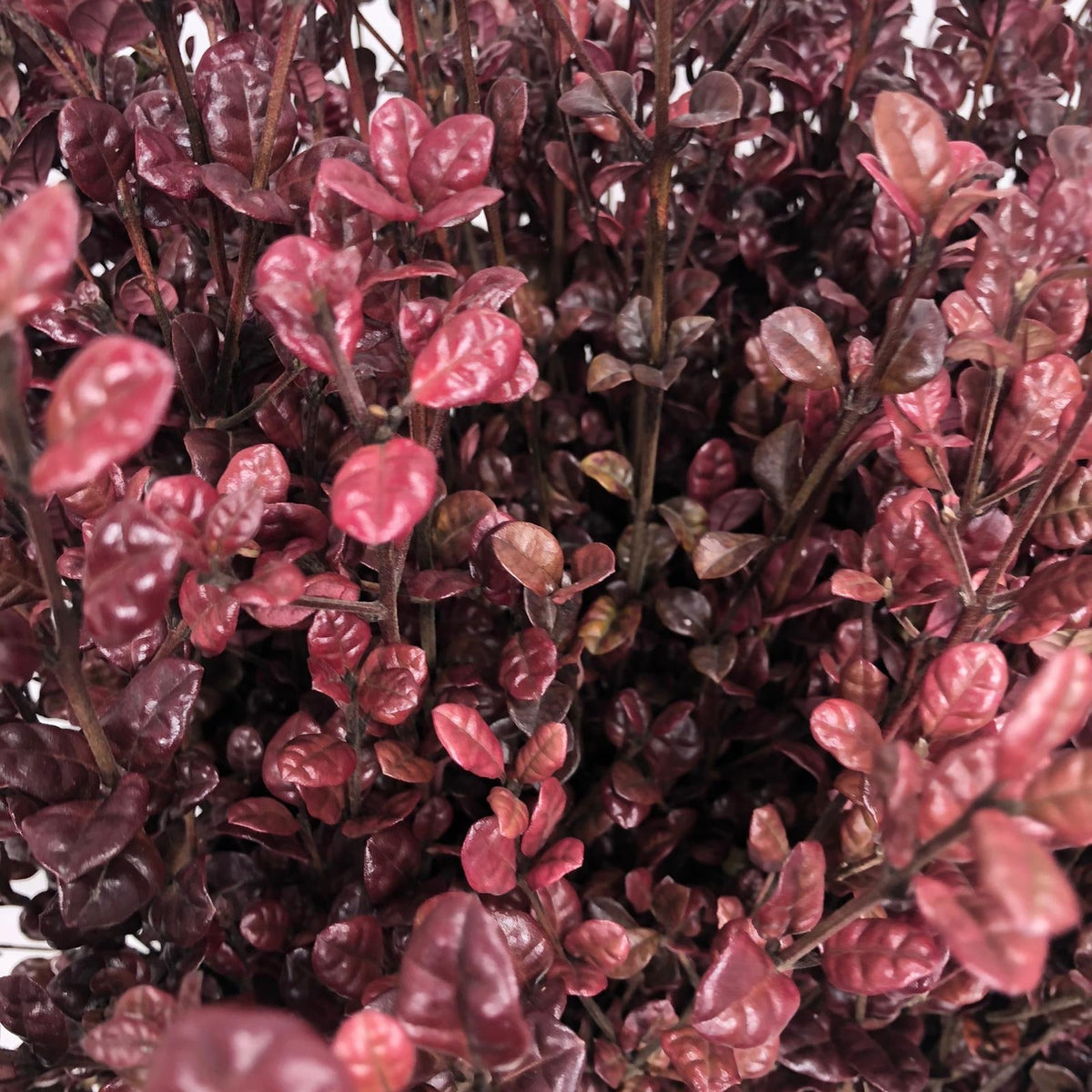 Lophomyrtus &#39;Black Pearl&#39; (Various Lengths)