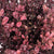 Lophomyrtus 'Black Pearl' (Various Lengths)