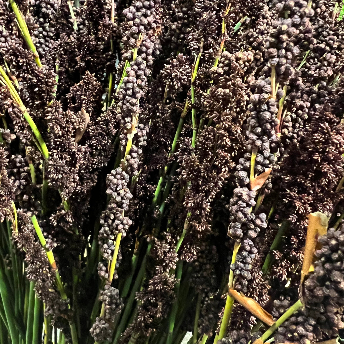 Grass &#39;Black Mountain&#39;