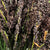 Grass 'Black Mountain'