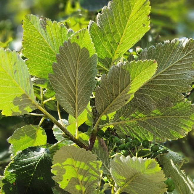 White Leaf (Wild) (Various Sizes)