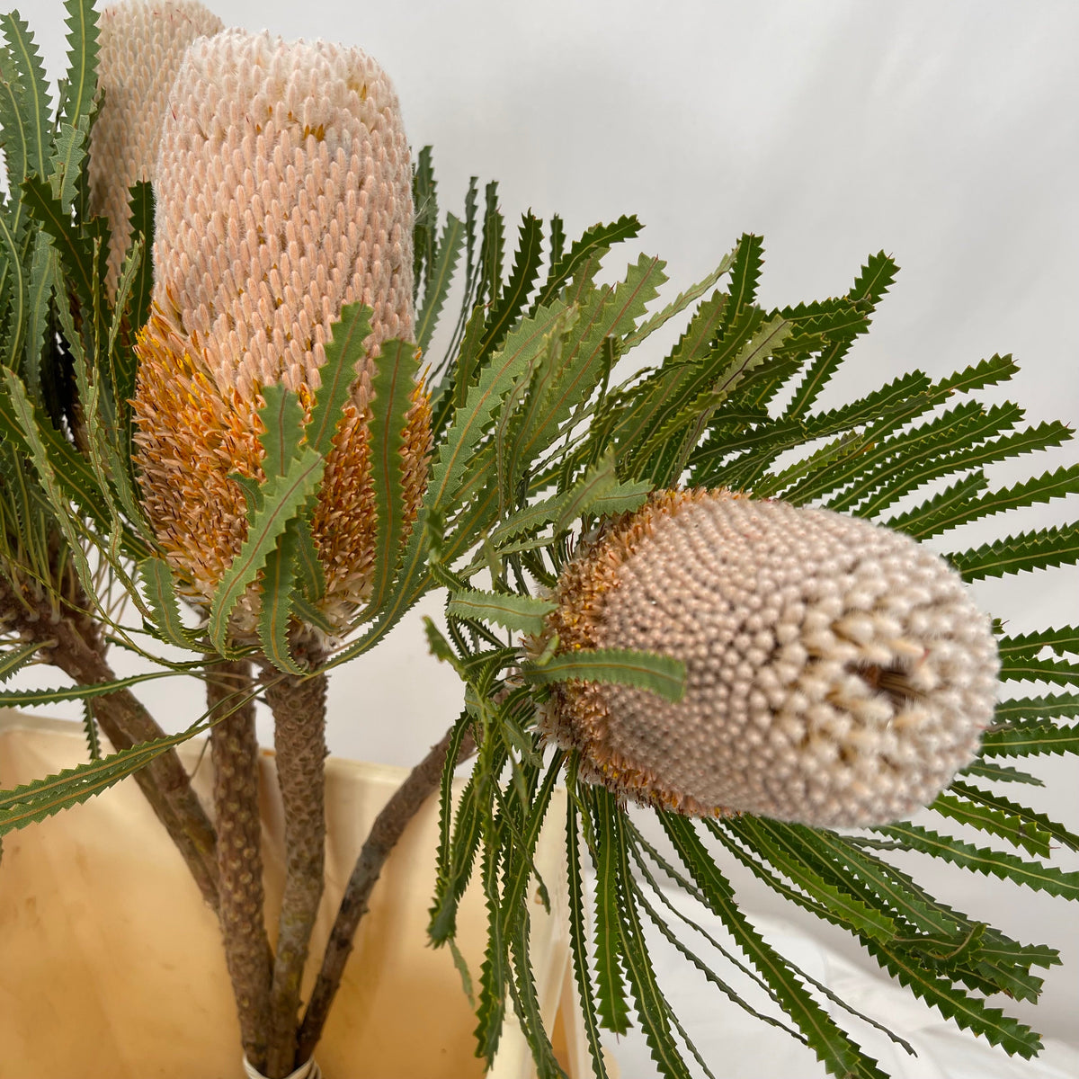 Protea &#39;Banksia&#39; (Prionotes) (Various Lengths)