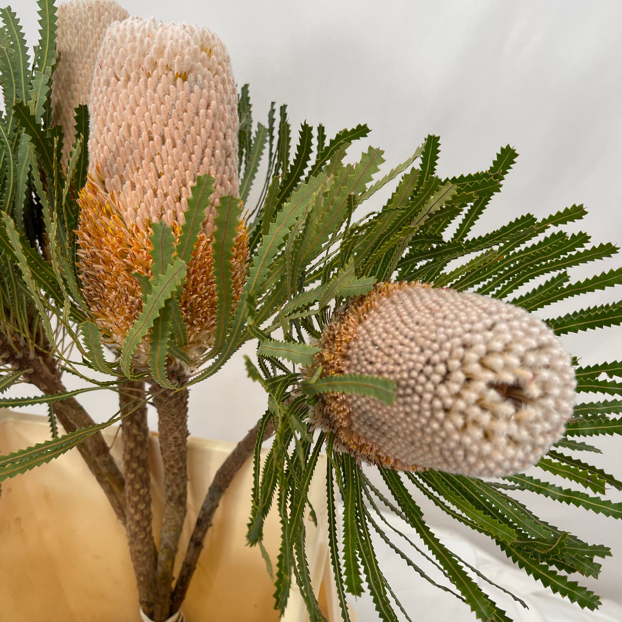 Protea 'Banksia' (Prionotes) (Various Lengths)