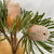 Protea 'Banksia' (Prionotes) (Various Lengths)