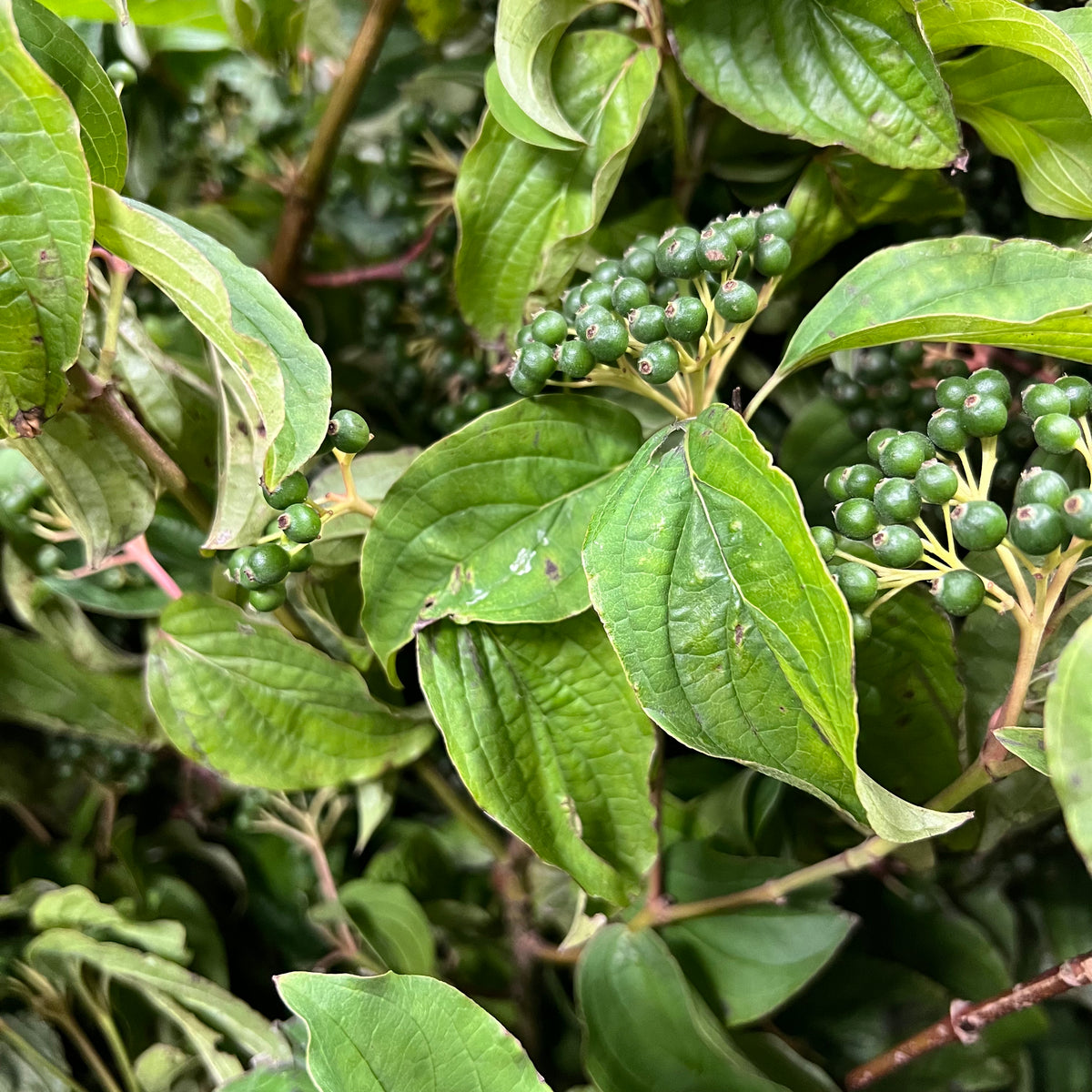 Dogwood &#39;Foliage&#39; Tall