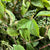 Dogwood 'Foliage' Tall