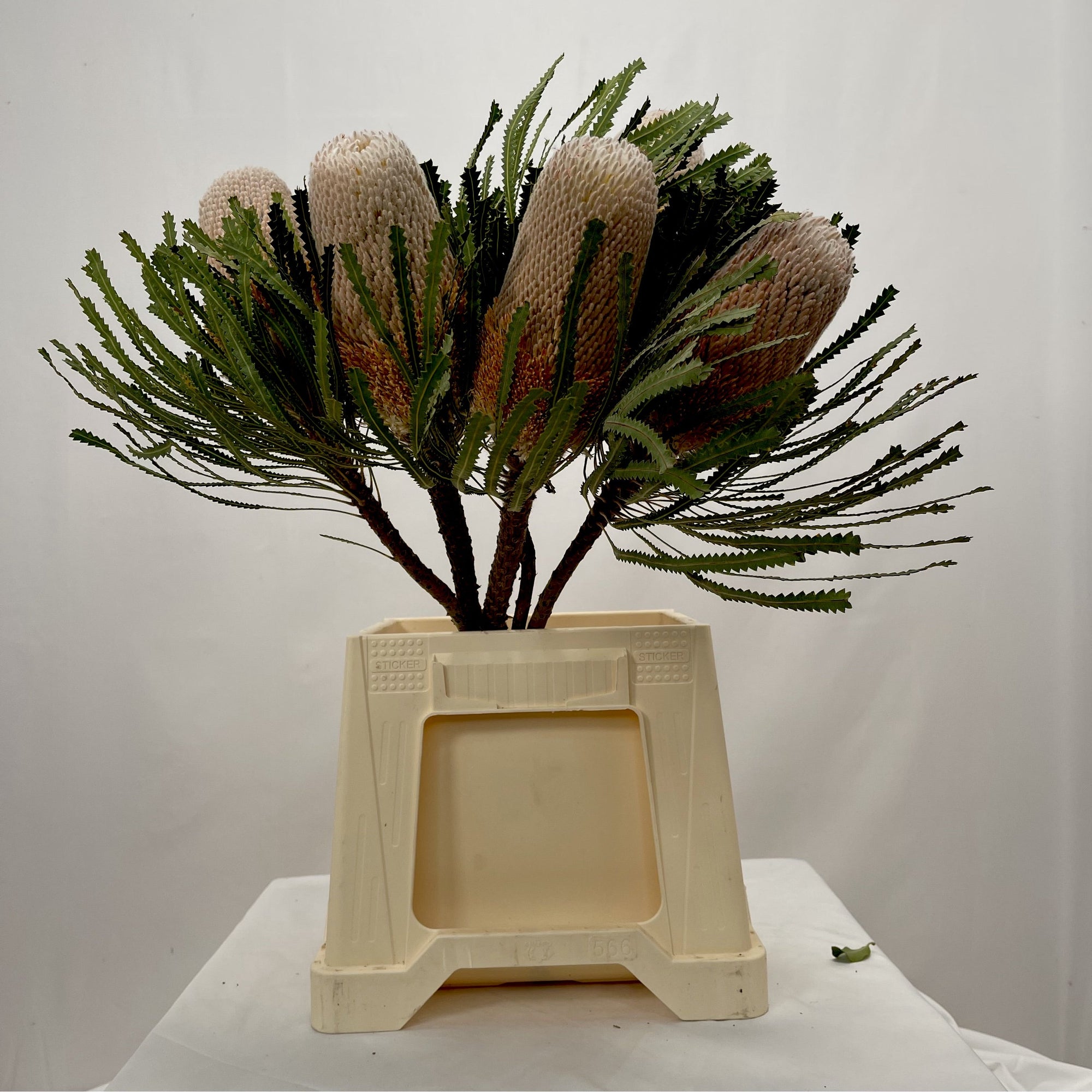 Protea 'Banksia' (Prionotes) (Various Lengths)