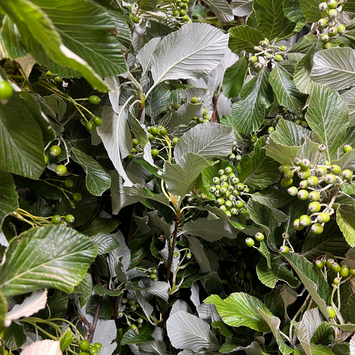 White Leaf &#39;With Berries&#39; (Wild) Various Sizes)