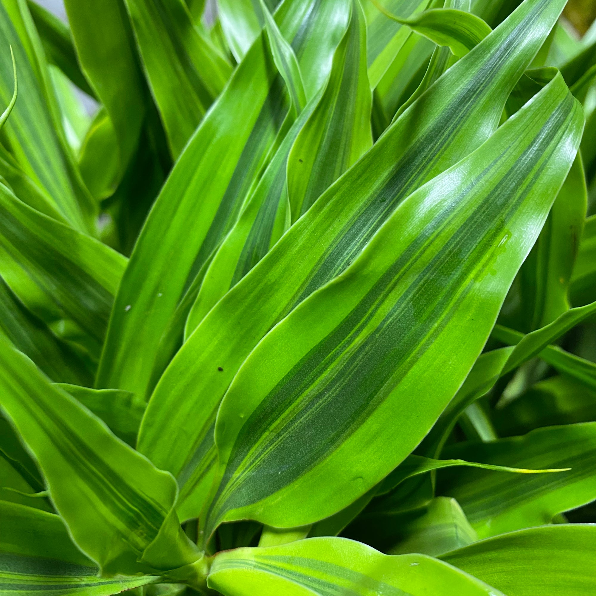 Dracena 'Golden' 60cm (x5)