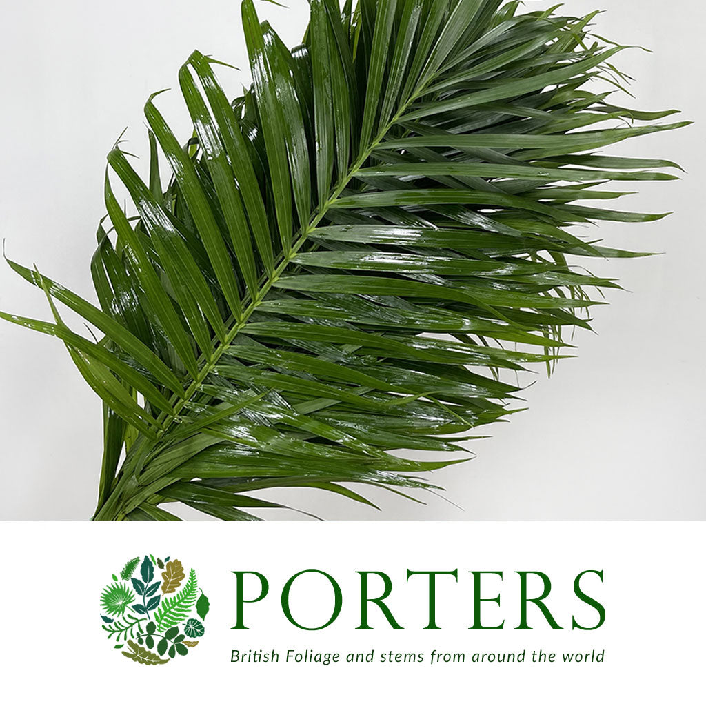 Palm &#39;Kentia&#39; Leaves (Various Sizes)