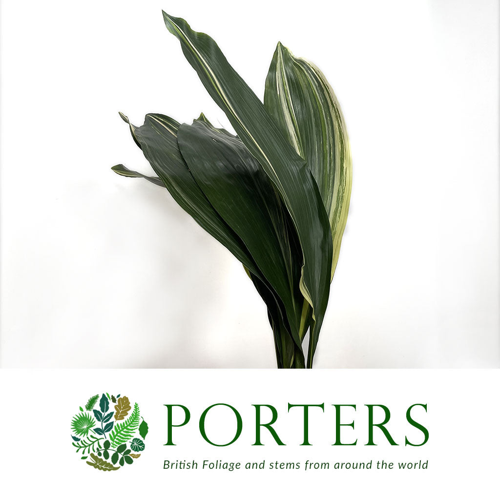 Aspidistra &#39;Variegated&#39; (Various Lengths)