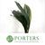 Aspidistra 'Variegated' (Various Lengths)