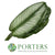 Calathea 'White Star' Leaves (Various Lengths) (x10)