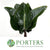 Philodendron Leaves 'Red Beauty' (Various Lengths)