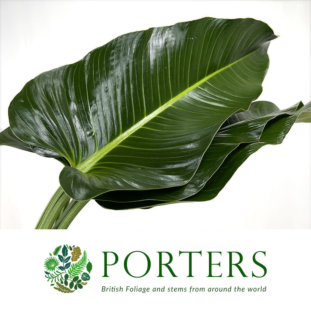 Philodendron Leaves &#39;St.Tropez&#39; (Various Lengths)