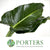 Philodendron Leaves 'St.Tropez' (Various Lengths)