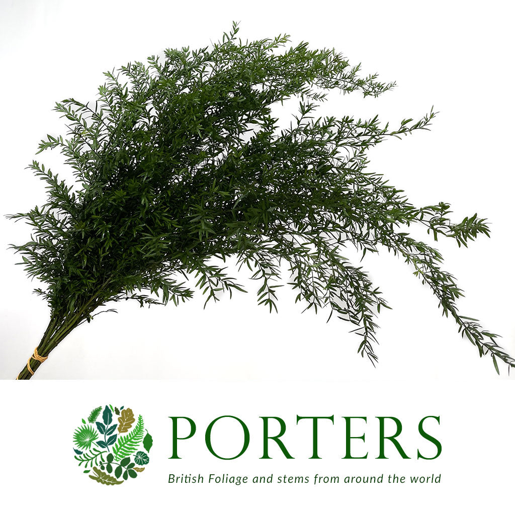 Fern &#39;Asparagus&#39; (Babylonia) (Various Lengths)