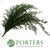 Fern 'Asparagus' (Babylonia) (Various Lengths)