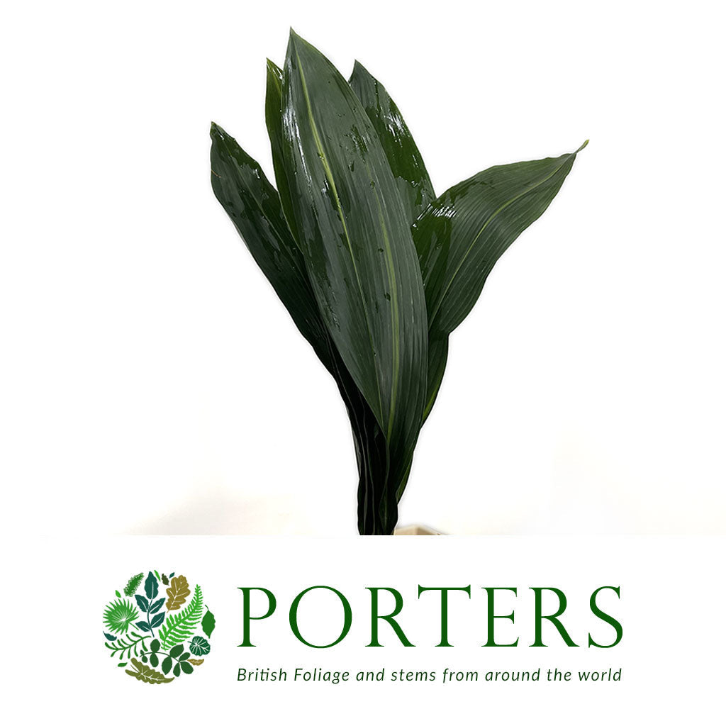 Aspidistra &#39;Green&#39; (Various Lengths)