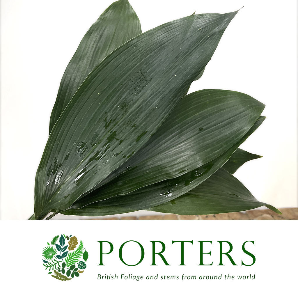 Aspidistra &#39;Green&#39; (Various Lengths)