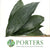 Aspidistra 'Green' (Various Lengths)