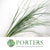 Grass 'Bear Grass' (Fresh) (Various Lengths)