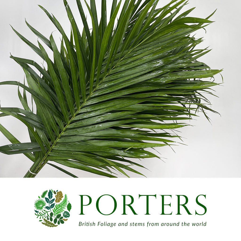 Palm &#39;Kentia&#39; Leaves (Various Sizes)