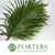 Palm 'Kentia' Leaves (Various Sizes)