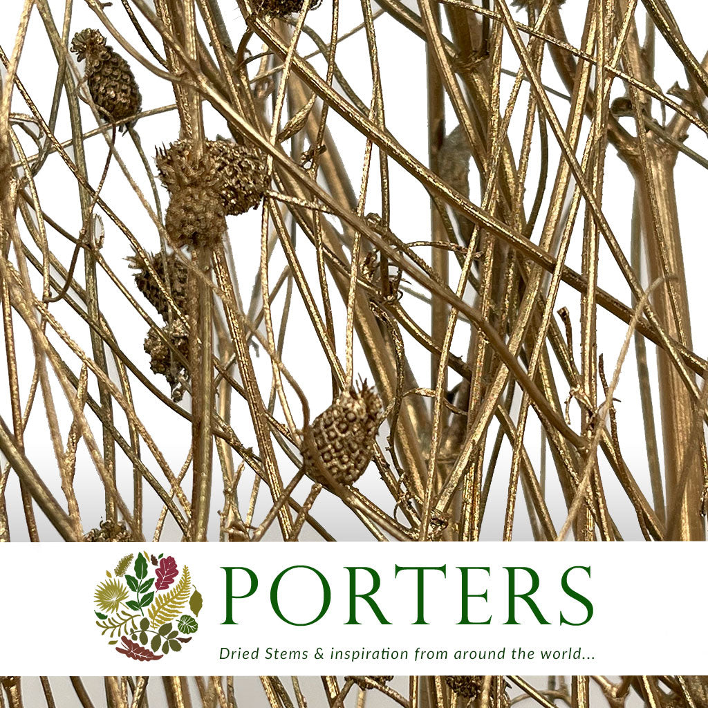 Sanguisorba Officinalis (Painted) (DRY) (Various Colours) (x10)