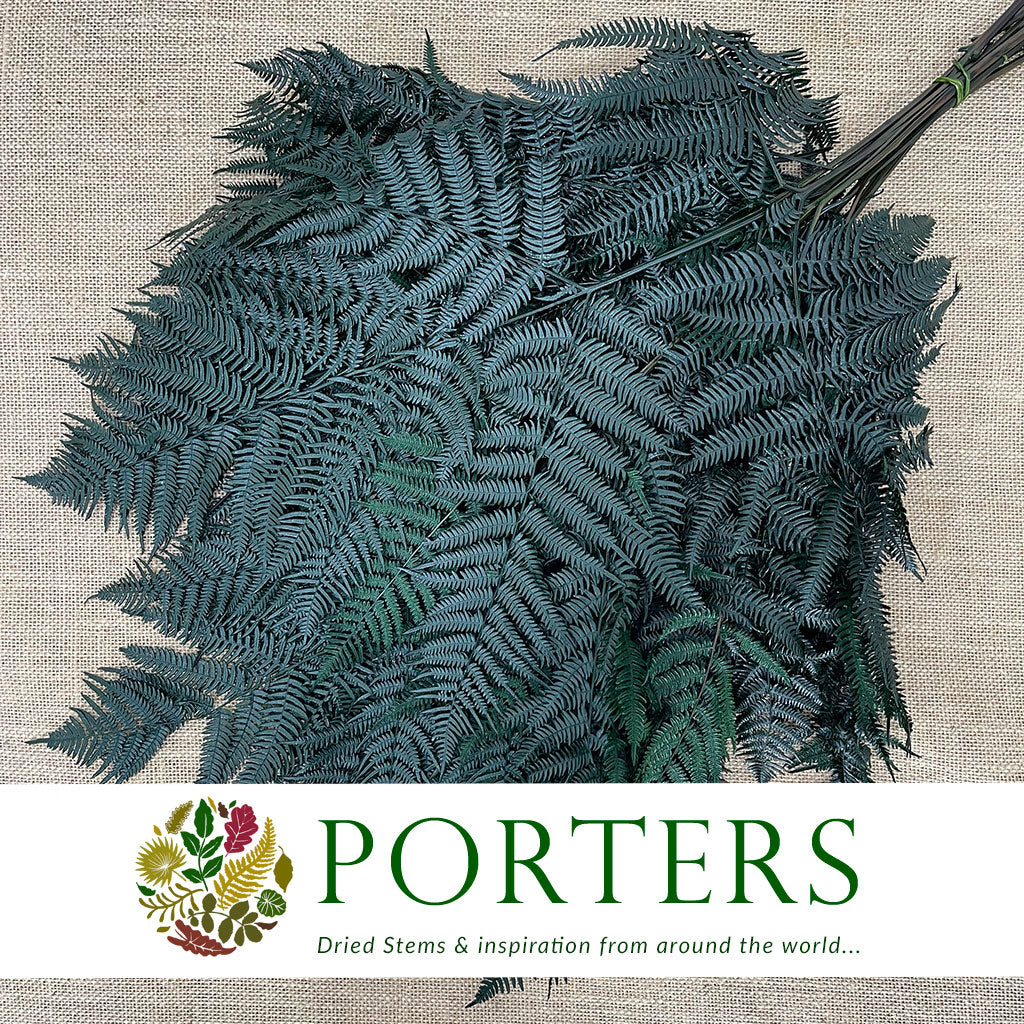 Fern 'Bracken' (Preserved) (DRY) (Various Colours) 60-70cm
