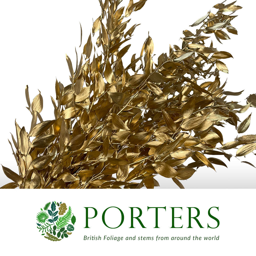 Ruscus &#39;Trailing&#39; Fresh (Painted Metallic Colours) (Various)