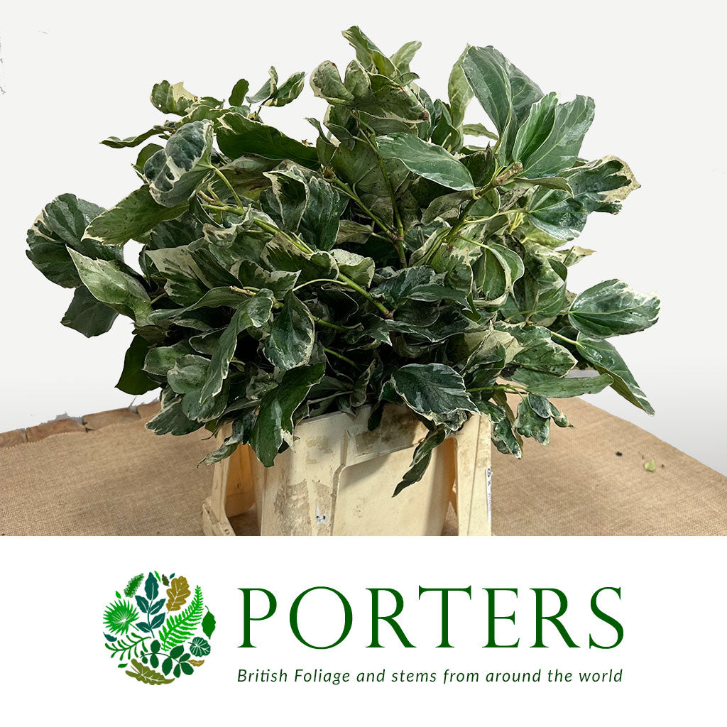 Ivy &#39;Berried&#39; (Variegated) (Various Sizes)