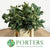 Ivy 'Berried' (Variegated) (Various Sizes)