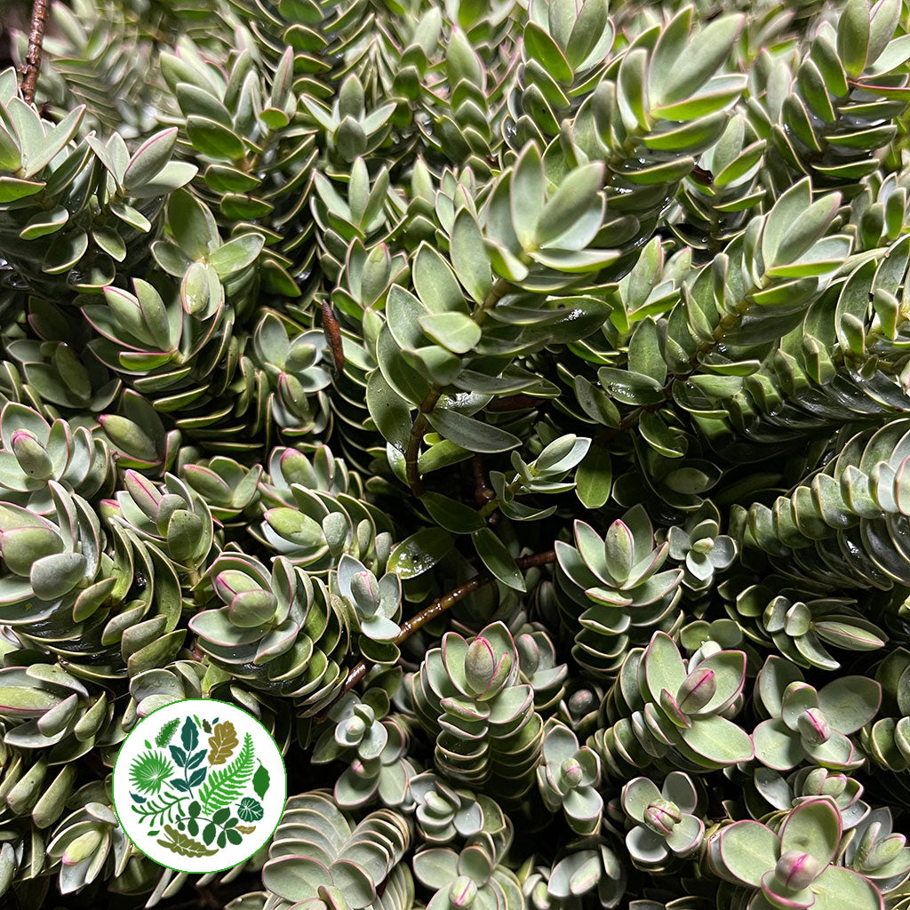 Hebe &#39;Grey/Red Small Leaf&#39; Wild (Various Sizes)