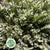 Hebe 'Grey/Red Small Leaf' Wild (Various Sizes)