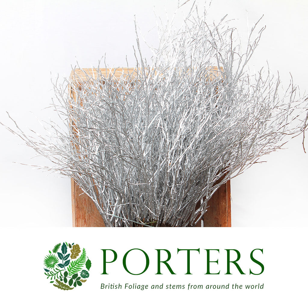 Bog Myrtle &#39;Painted or Glittered&#39; (Various Colours) (Bundle)