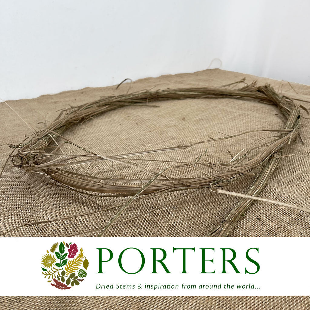 Tree Rope Ring Vine 'Monkey Rope' (Rings) (DRY) (Various Sizes) - Porters Foliage Ltd