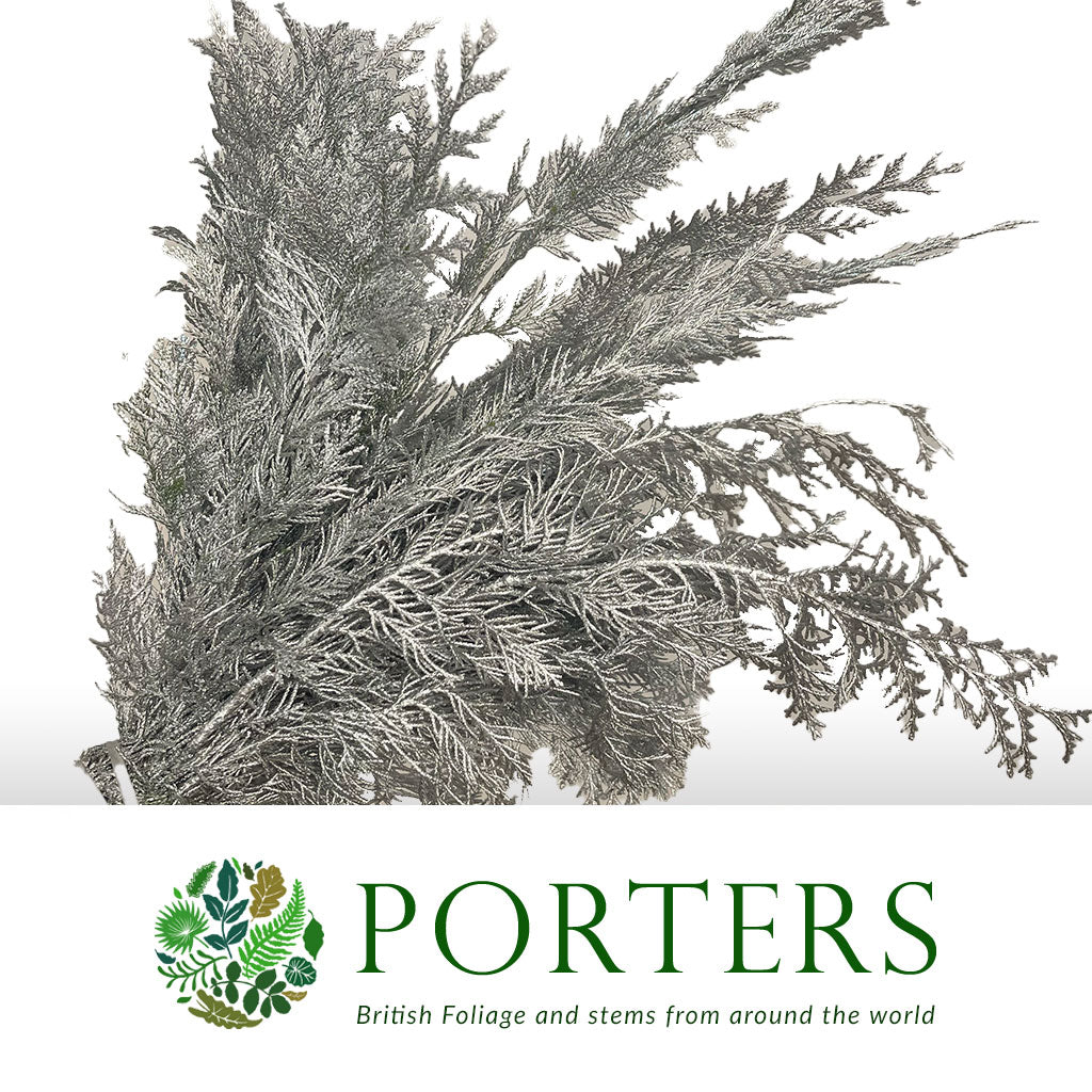 Conifer (Painted) (Various Colours)