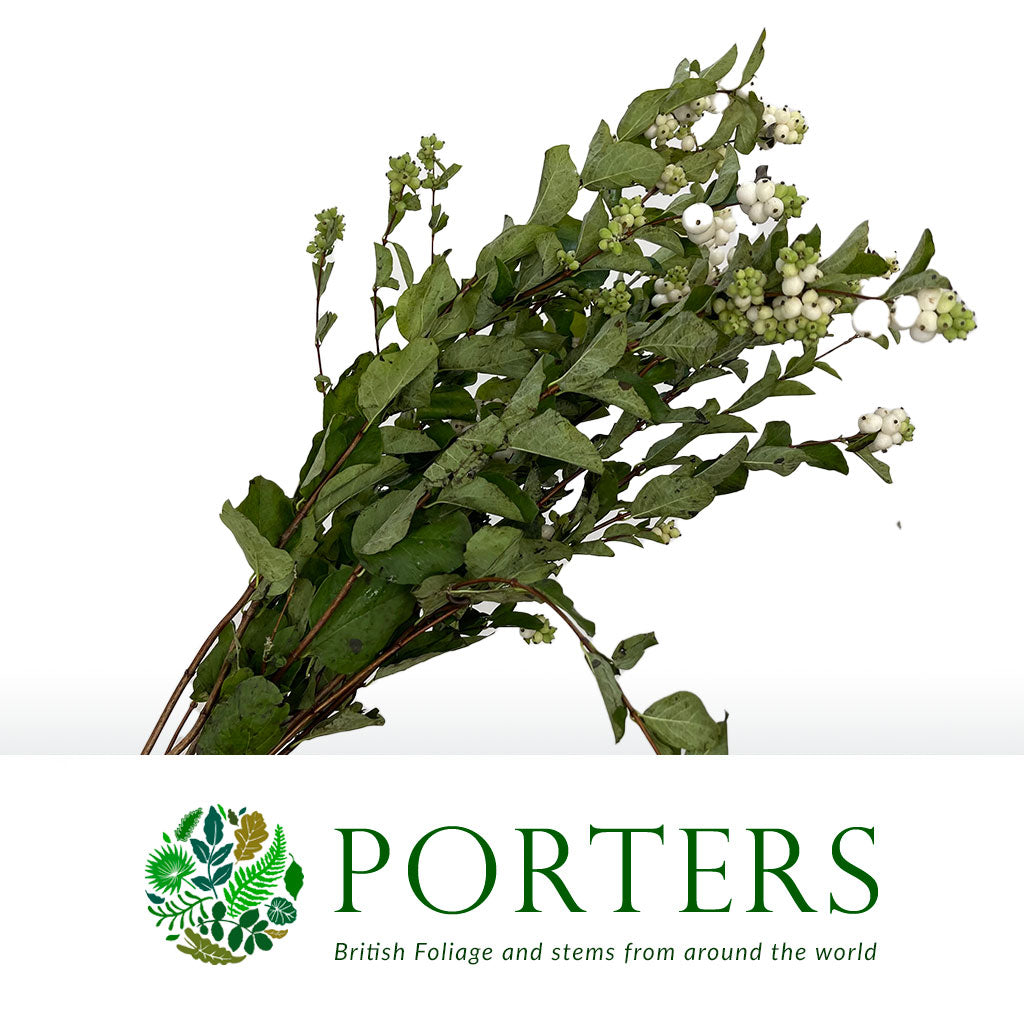 Snowberry (Wild) (Various Sizes)