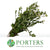 Snowberry (Wild) (Various Sizes)