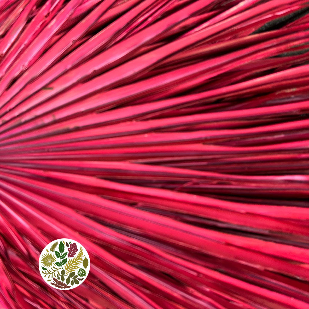 Palm 'Chamerops' (Painted Std Colours) (Various) (x5)