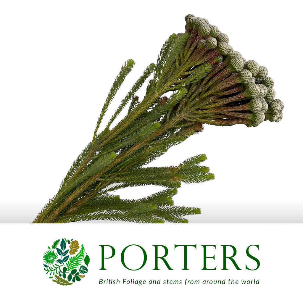 Berzelia 'Albiflora' (Silver Moon) (Various Lengths)