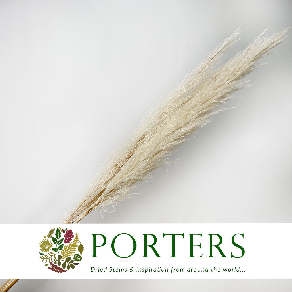 Grass &#39;Pampas&#39; (Dadang) (Bleached) (DRY) (Various Sizes)