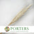 Grass 'Pampas' (Dadang) (Bleached) (DRY) (Various Sizes)