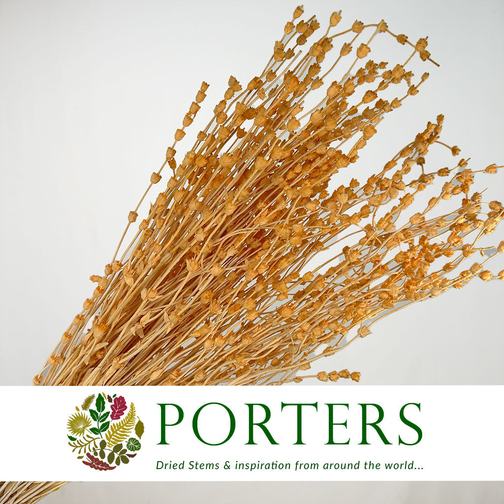 Lavender 'Flower' (Coloured) (DRY) 45cm (100g)