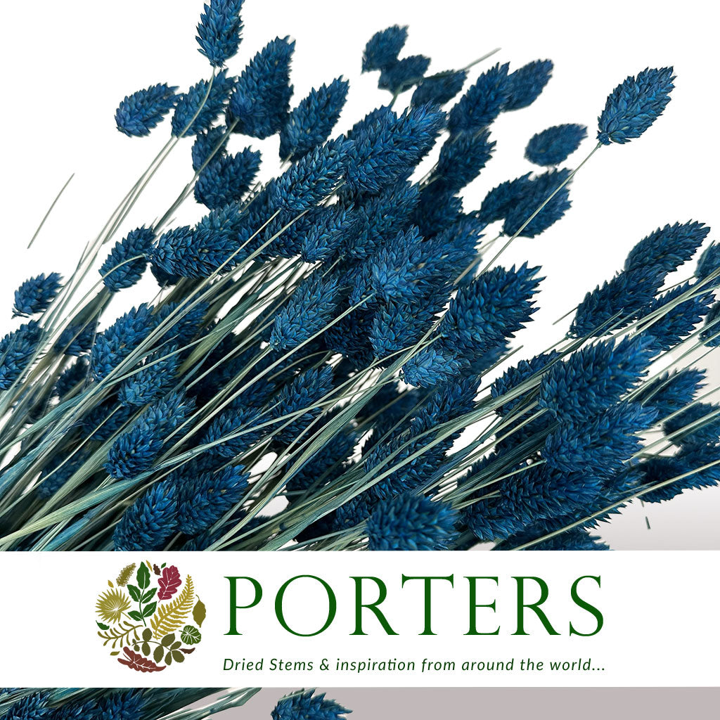 Grass 'Phalaris' (Painted) (DRY) (Various Colours)