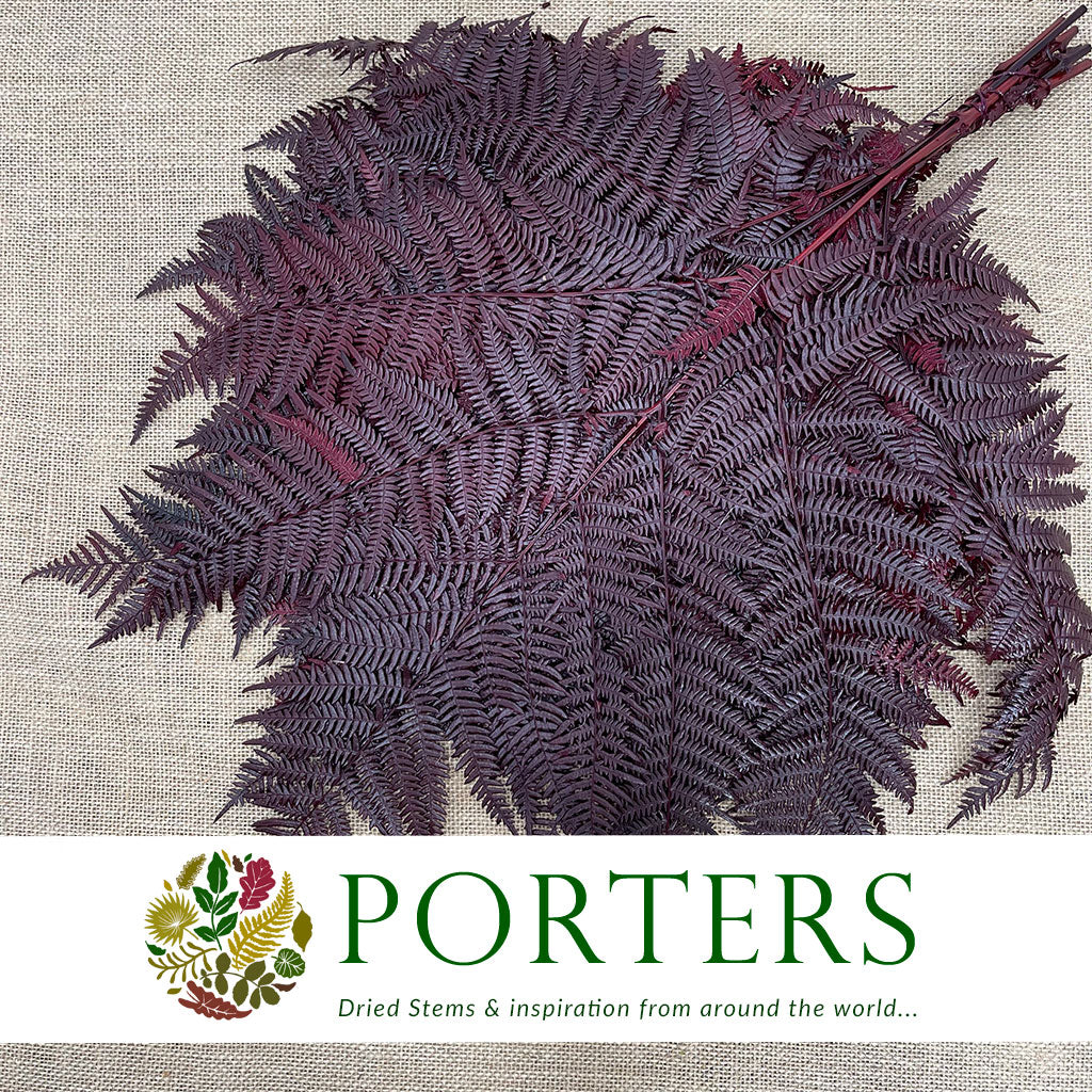 Fern &#39;Bracken&#39; (Preserved) (DRY) (Various Colours) 60-70cm