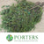 Juniper 'Foliage' (Various Sizes)