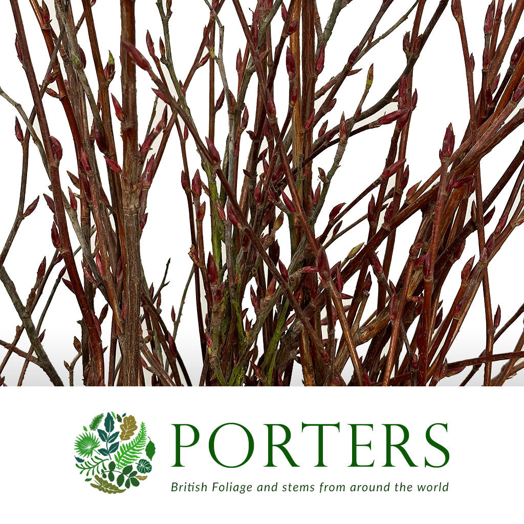 Flowering Currant (Wild) (Various Sizes)